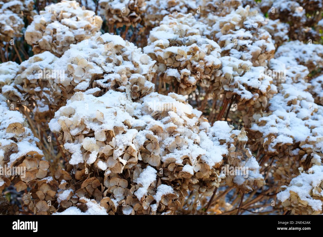 Hydrangea macrophylla Hamburg, teste di semi morte coperte di neve, Foto Stock