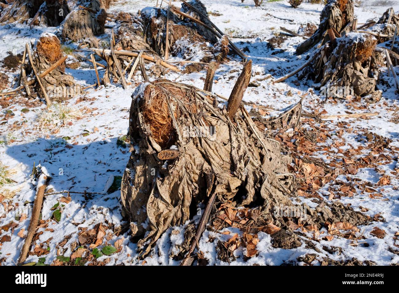 Gunnera manicata, rabarbaro gigante brasiliano, rabarbaro gigante, protezione invernale di rizoni sensibili al freddo utilizzando foglie essiccate e muffa fogliare Foto Stock
