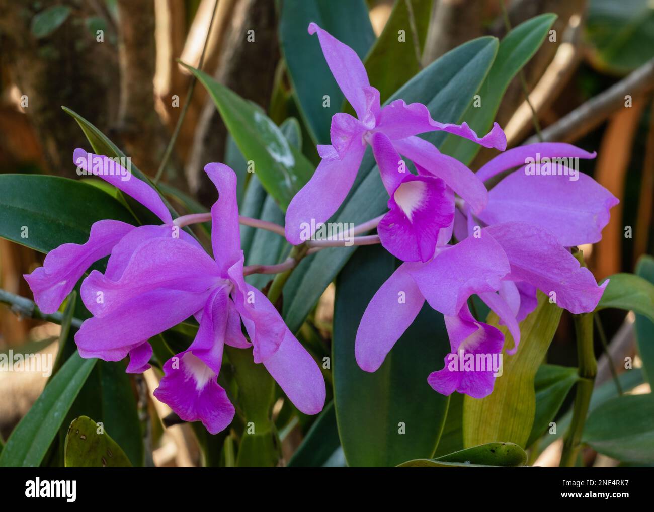 Vista in primo piano di fiori bianchi e viola luminosi di cattleya orchidea ibrida fioritura all'aperto su sfondo naturale Foto Stock