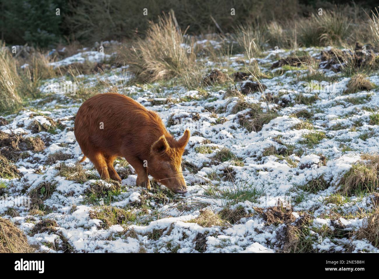 Maiale Tamworth (Sus scrofa domesticus), nutrirsi in campo coperto di gelo, Dumfries, SW Scozia Foto Stock