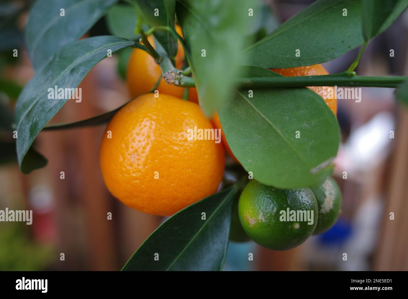 Arance accanto ad un tiglio in un centro giardino. Entrambi i frutti sono visibili in questa foto Foto Stock