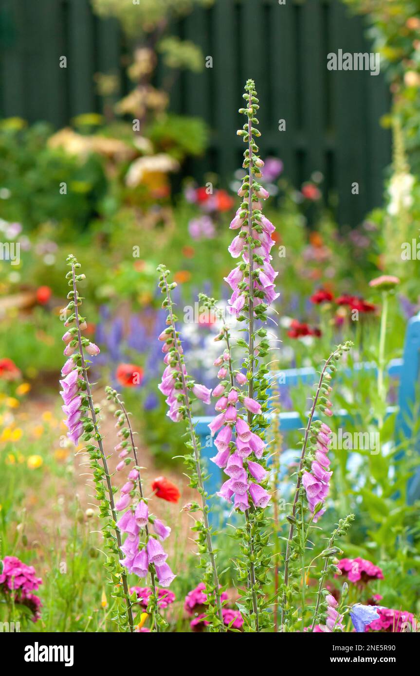 Un primo piano di volpi fiori digitalis in un bel bordo di fiori d'estate accanto a una panca da giardino con una recinzione di legno sullo sfondo. Foto Stock