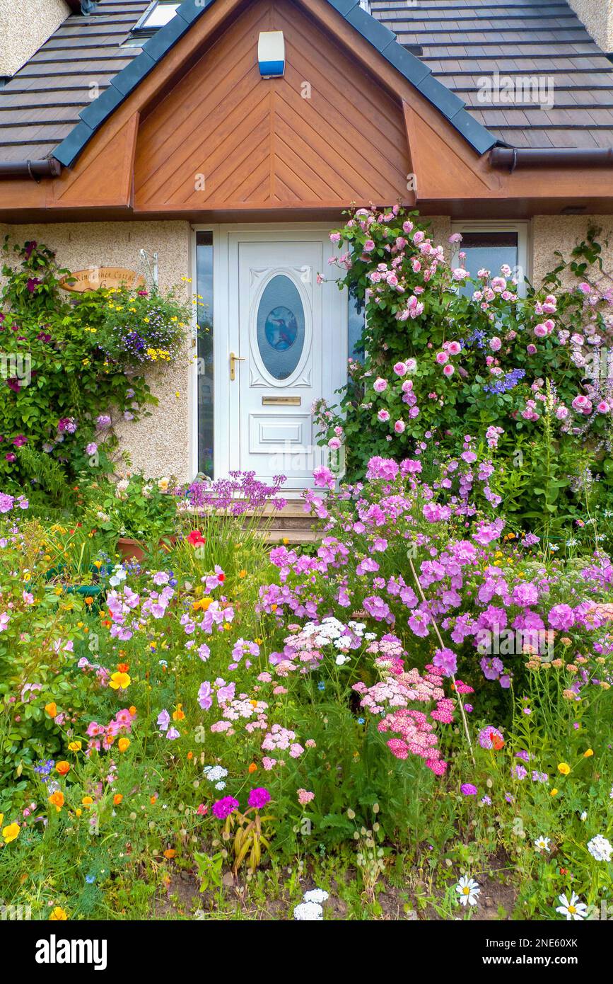 Un primo piano di un giardino cottage scatola di cioccolato in estate con rose, annuals hardy, perenni erbacei che lo rendono un paradiso per api e impollinatori. Foto Stock