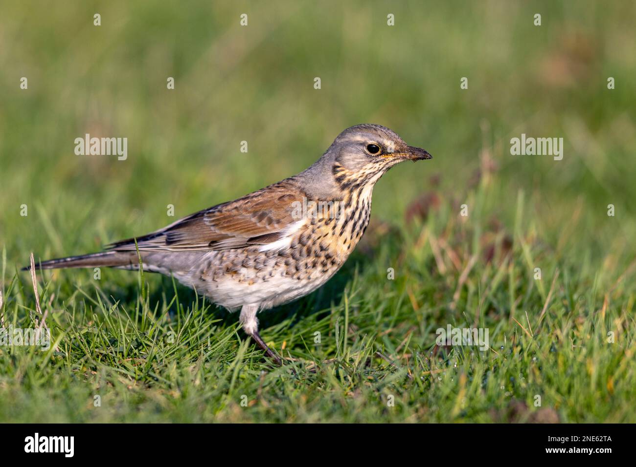 Fieldfare (Turdus pilaris), alla ricerca di cibo nelle praterie, Paesi Bassi, Paesi Bassi del Nord, Den Oever Foto Stock