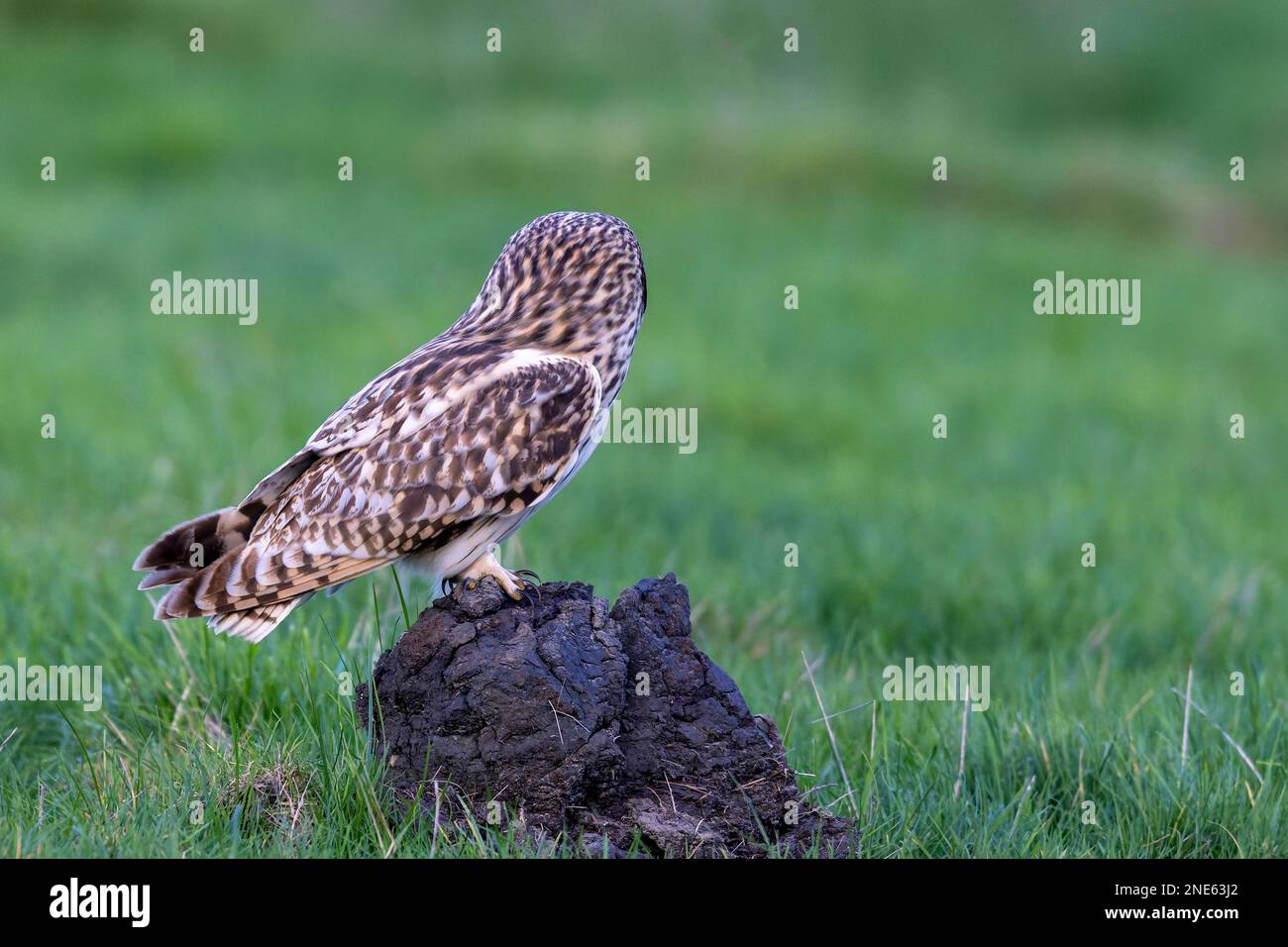 Gufo dalle orecchie corte (Asio flammeus), seduto a terra, guardando intorno, Paesi Bassi, Frisia Foto Stock