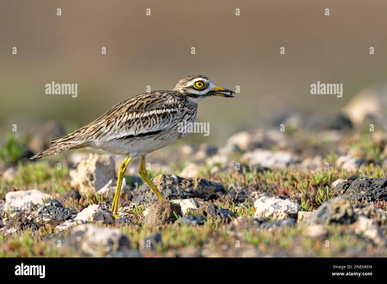 Cagliata di pietra (Burhinus oedicnemus), camminando in semidesert, con coleottero per il suo pulcino nel becco, Isole Canarie, Lanzarote, Guatiza Foto Stock