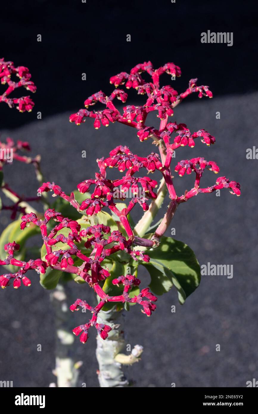 Spurge (Euphorbia biselegans, Monadenium elegens), fioritura, Isole Canarie, Lanzarote Foto Stock