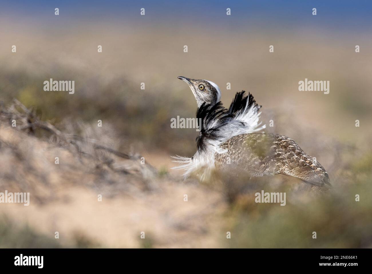 houbara bustard (Chlamydotis undulata), accoppiamento maschio nelle dune, Isole Canarie, Lanzarote Foto Stock