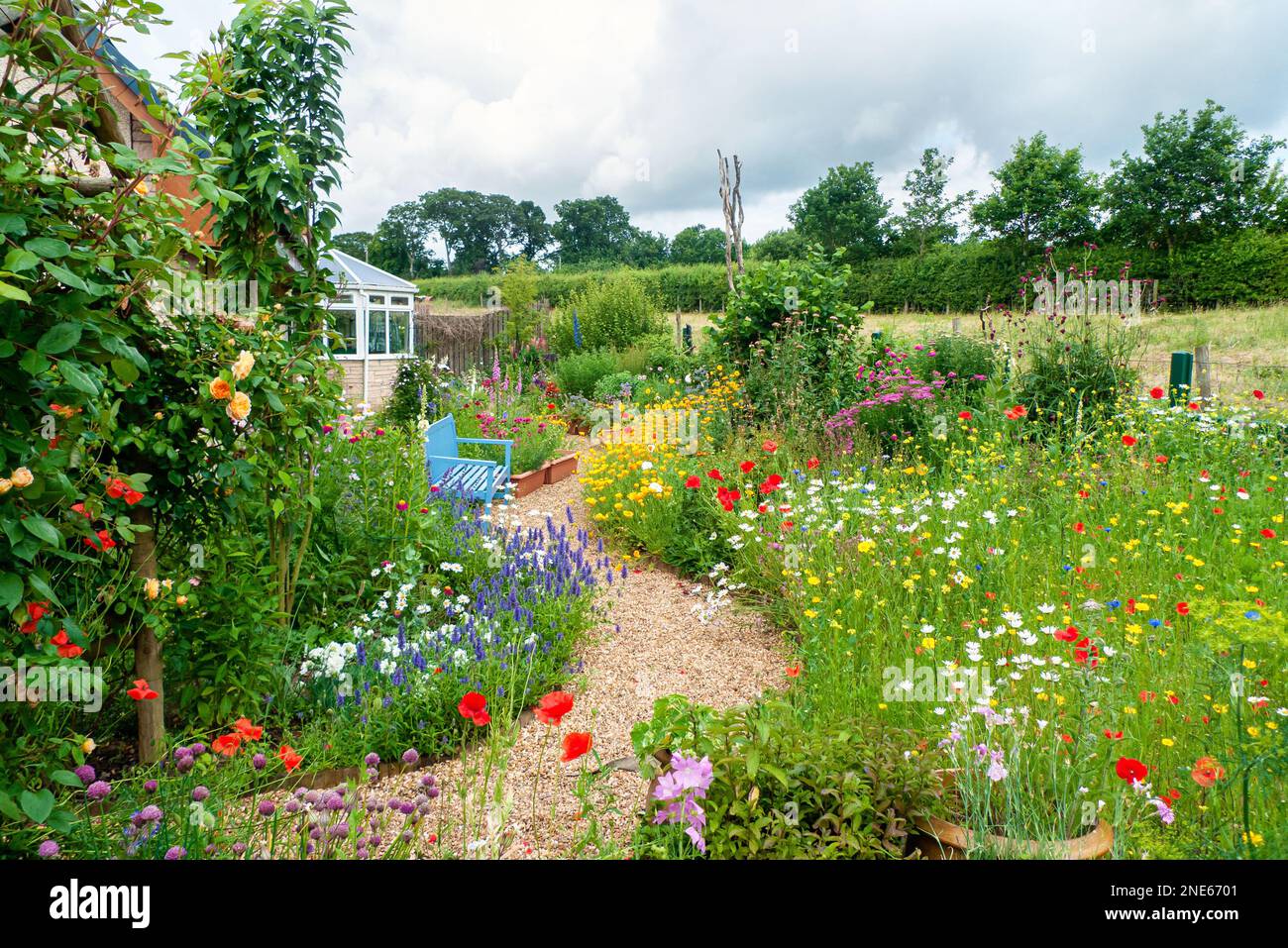 Un piccolo giardino inglese sul retro in estate con piantagione stile cottage, rose rampicanti, un percorso tortuoso e colorati confini di fiori. Foto Stock