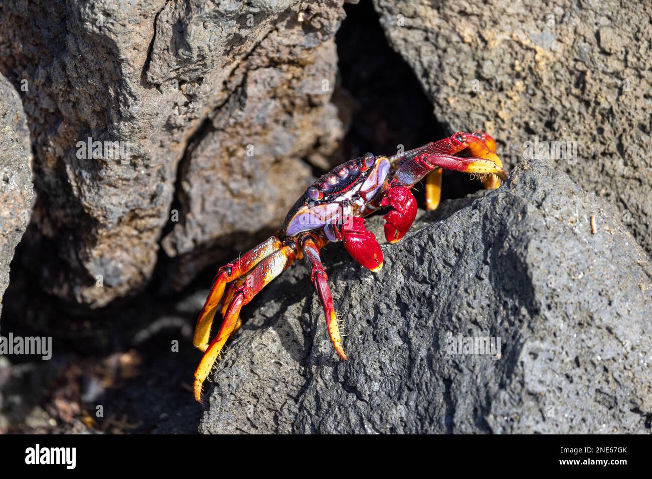 Atlantico orientale Sally granchio leggero, granchio costiero chiazzato (Grapsus adscensionis), a piedi su pietre laviche sulla costa, Isole Canarie, Lanzarote, Foto Stock