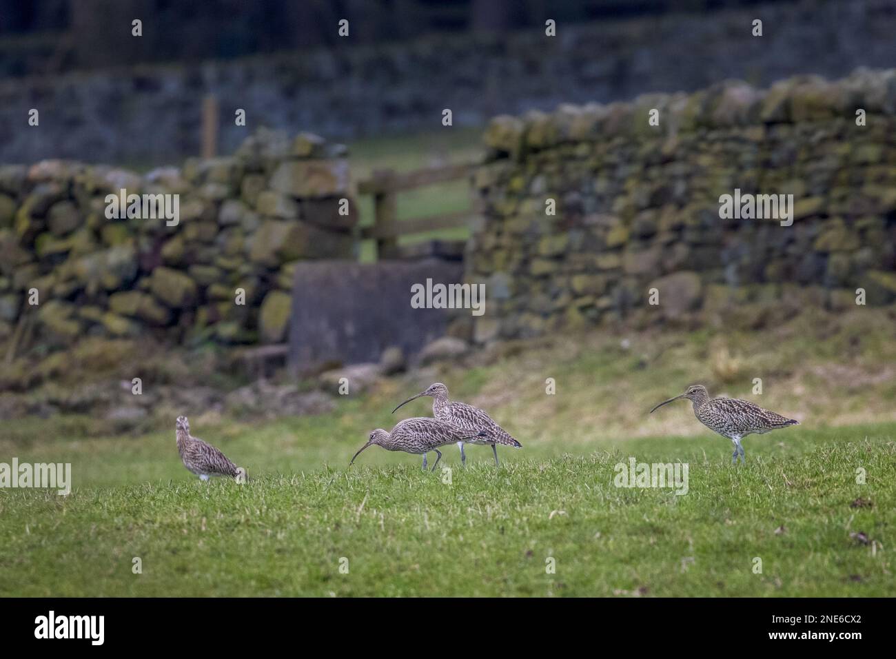 Quattro curlews (Numenius arquata) che si accingono a mangiare in un campo sotto le brughiere mentre si spostano indietro verso la brughiera per la primavera, West Yorkshire, Englan Foto Stock