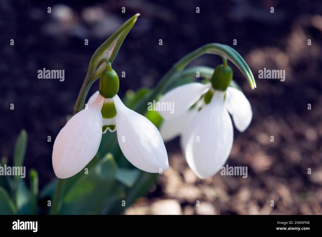 Fragilità delle nevicate, pianta europea bulbosa ampiamente coltivata con fiori bianchi annegati. Simboleggiano la primavera, la purezza, la religione. Foto Stock