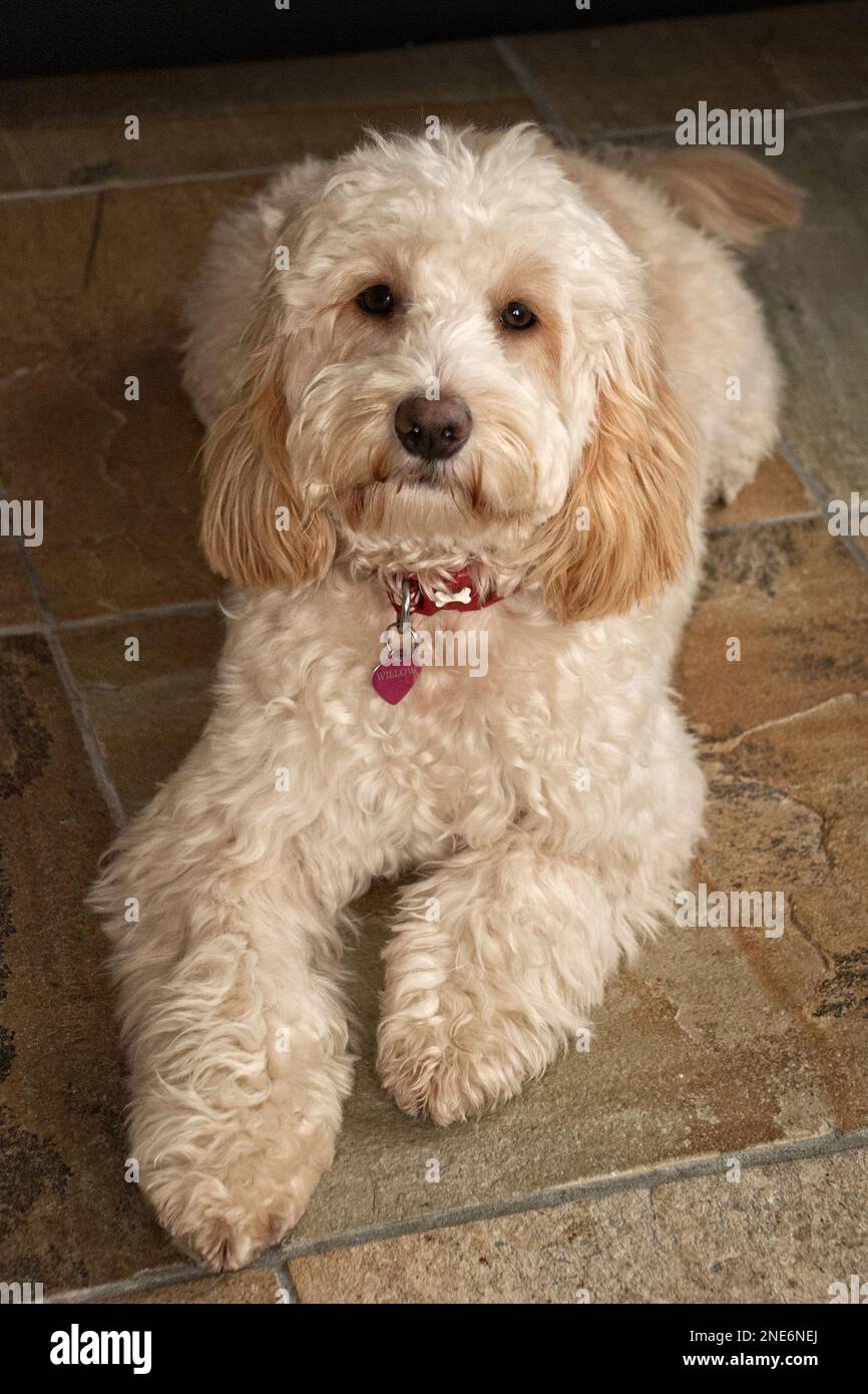 Il cocker di croce di Poodle spaniel-- il Cockapoo è un cane alla moda e popolare, alcuni con un buon temperamento & intelligenza. Foto Stock