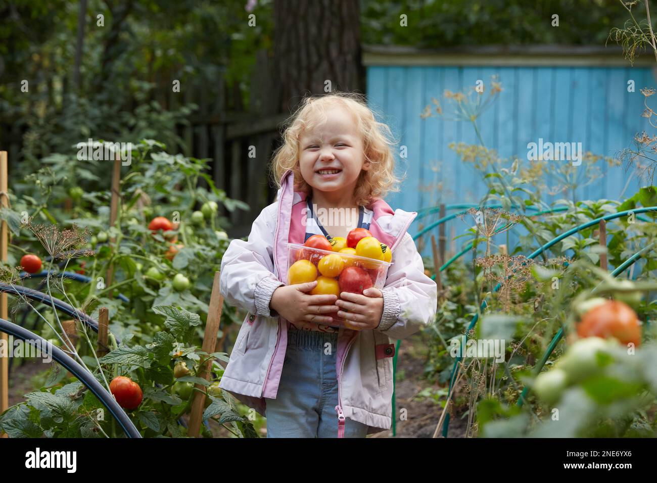 Una bambina raccoglie i pomodori dal giardino. Stile di vita. Foto Stock