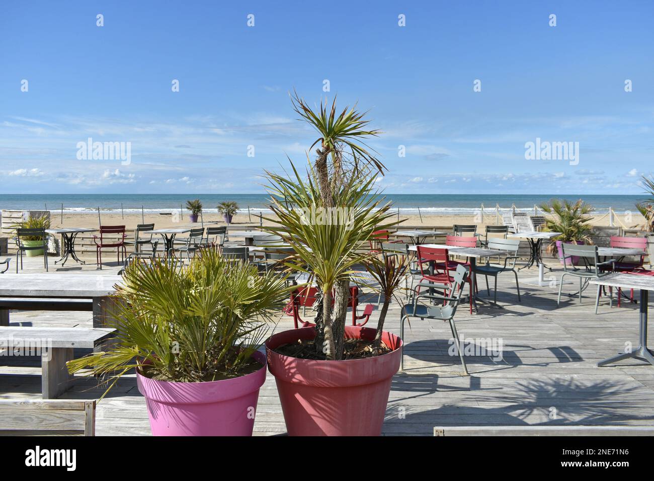 primo piano di graziose palme in rosa e terracota vasi di piante in spiaggia di fronte a tavolo vuoto e sedie al bar spiaggia in estate Foto Stock