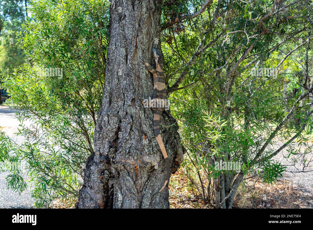 Monitor australiano lucertola che sale l'albero Foto Stock