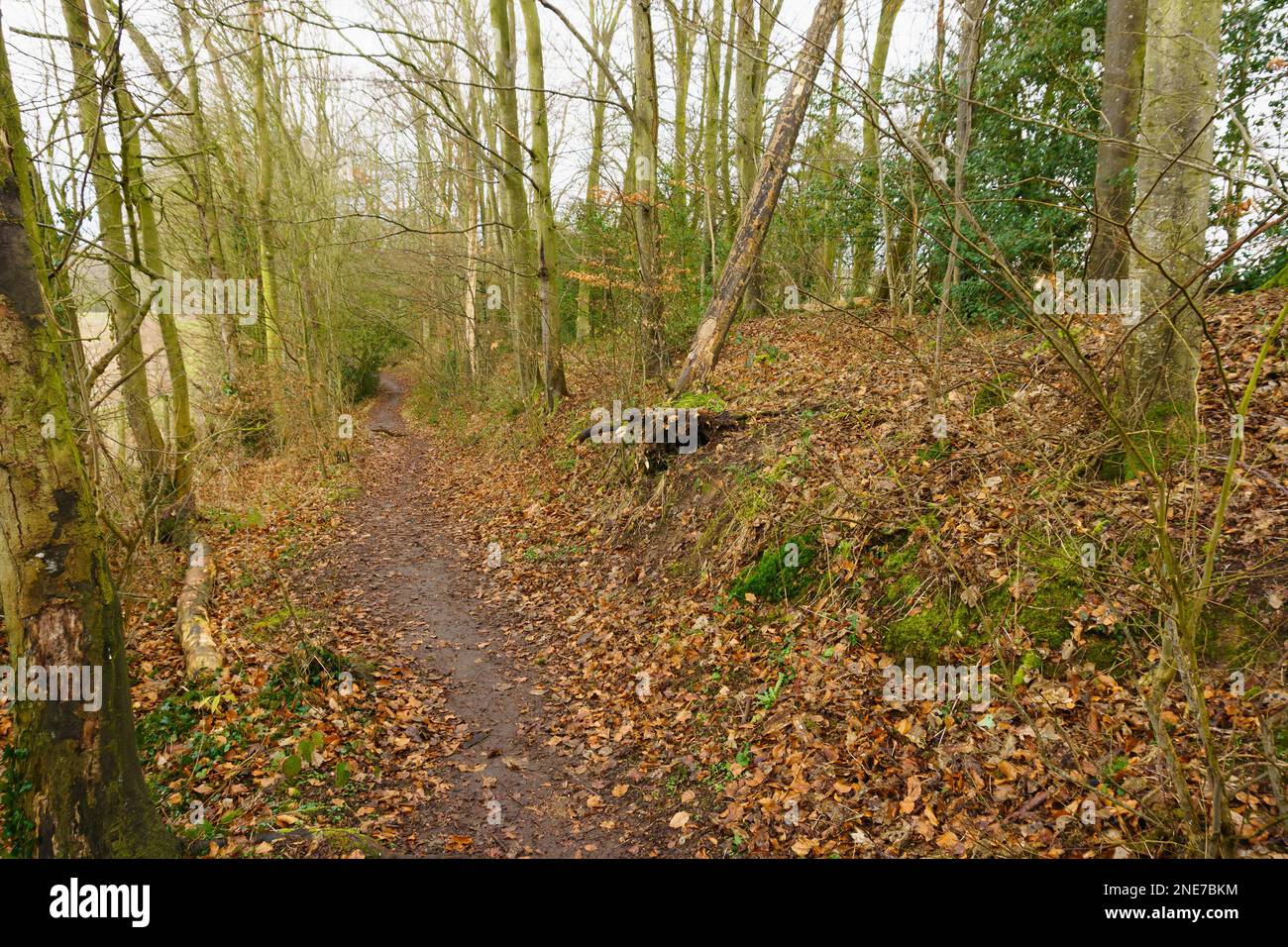 Il percorso a piedi della Wat's Dyke Way (gallese: Clawdd Wat) parte di un'antica terracotta costruita lungo il confine inglese gallese nello Shropshire Foto Stock