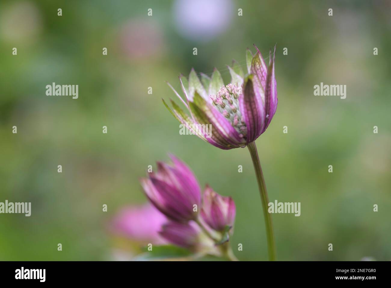 Astrantia cresce in un giardino di campagna inglese, Northumberland, Inghilterra Foto Stock