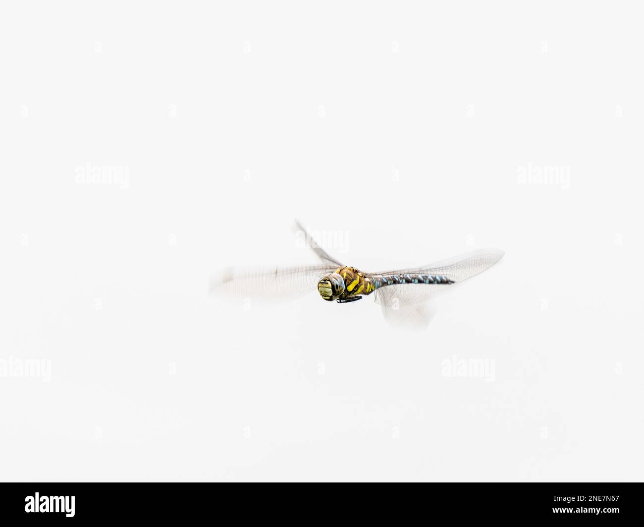 Libellula migrante Hawker in volo Foto Stock