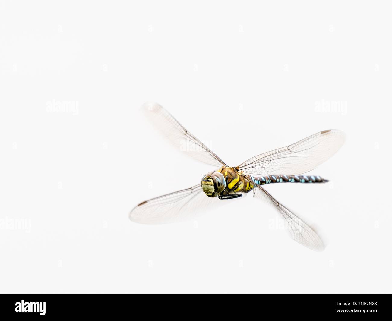 Libellula migrante Hawker in volo Foto Stock