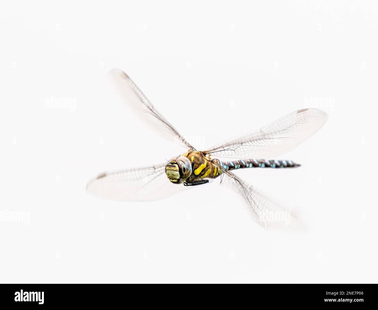 Libellula migrante Hawker in volo Foto Stock