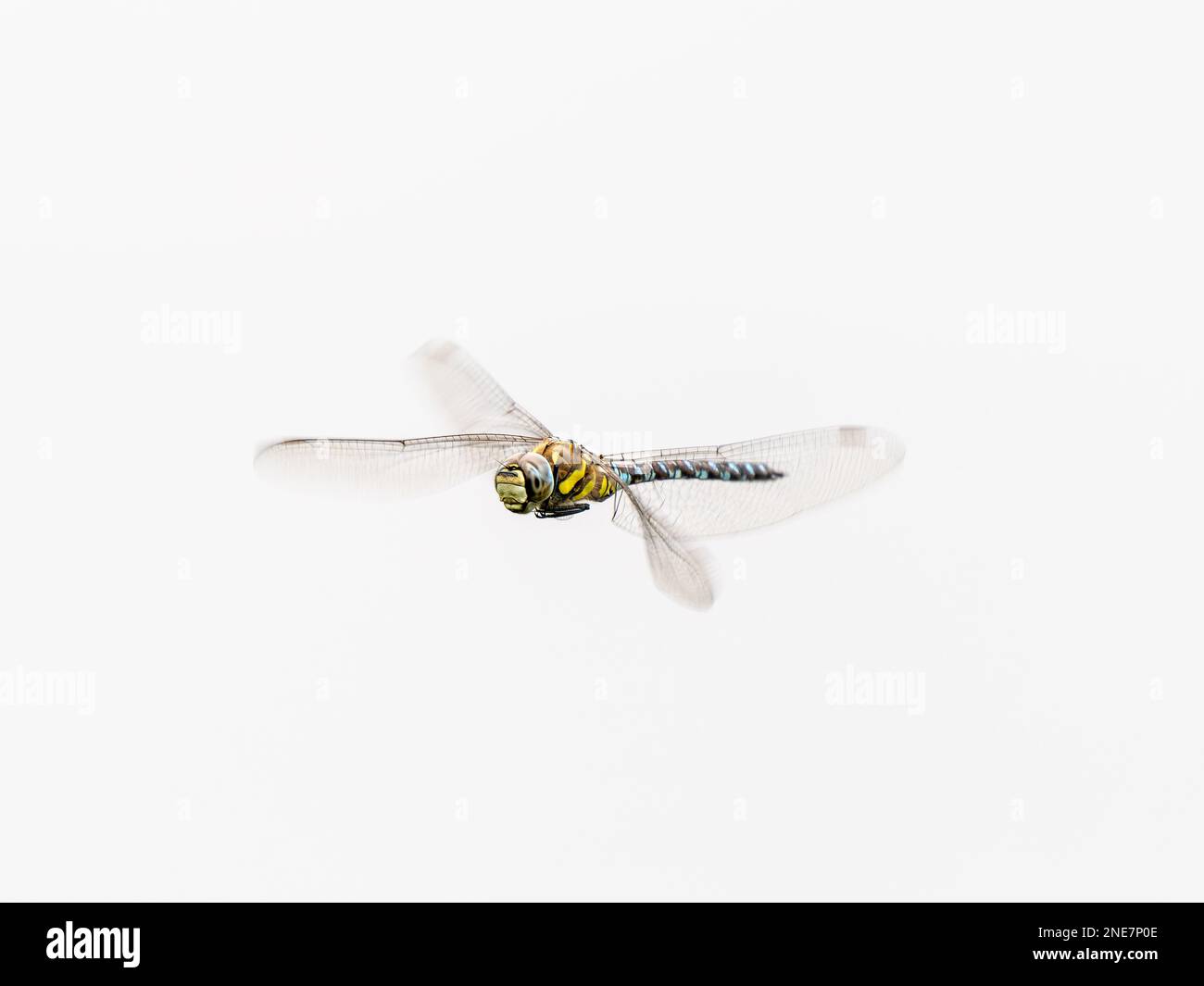 Libellula migrante Hawker in volo Foto Stock
