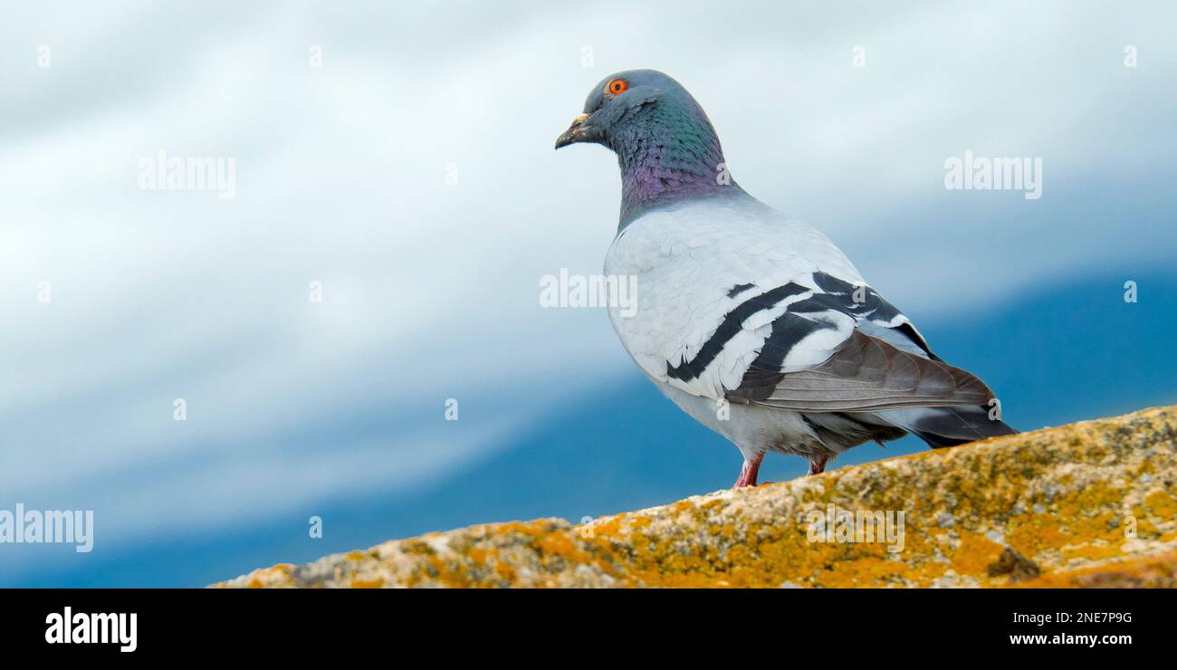 Rock dove Rock Pigeon, Pigeon domestico, Columba livia, arroccato su una roccia Foto Stock