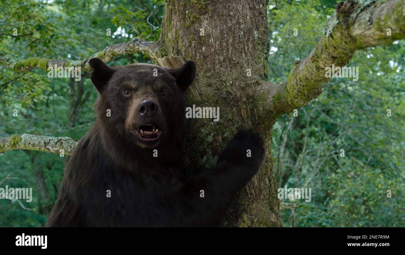 ORSO COCAINA (2023) ELIZABETH BANKS (DIR) UNIVERSAL PICTURES/COLLEZIONE MOVIESTORE Foto Stock