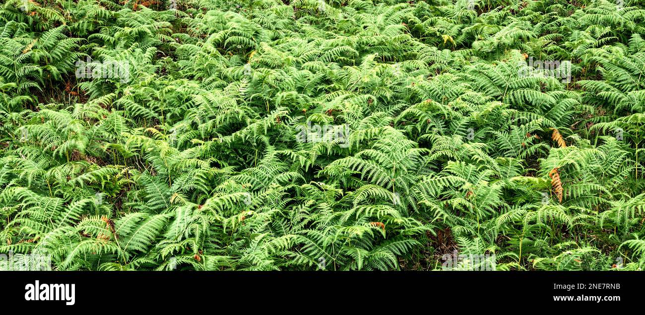 Vegetazione densa Vista delle foglie di Fern alla foresta sfondo testurizzato Foto Stock