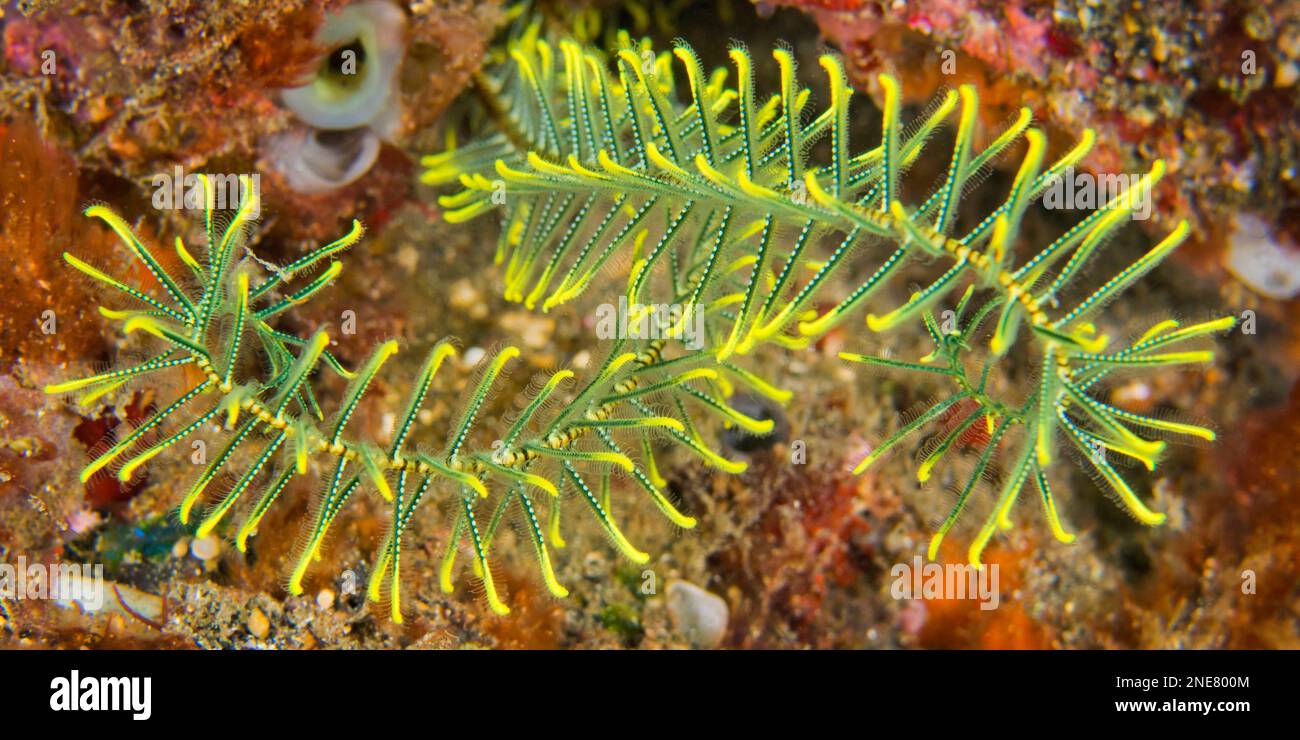 Feather Star, Crinoid, Lembeh, Nord Sulawesi, Indonesia, Asia Foto Stock