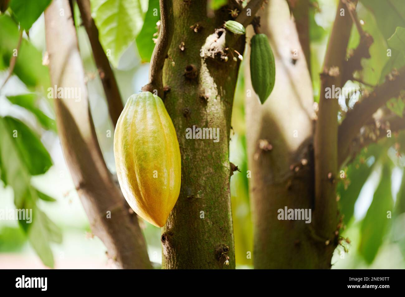 Cacao pianta frutta fresca appesa su albero in giorno di sole luminoso Foto Stock