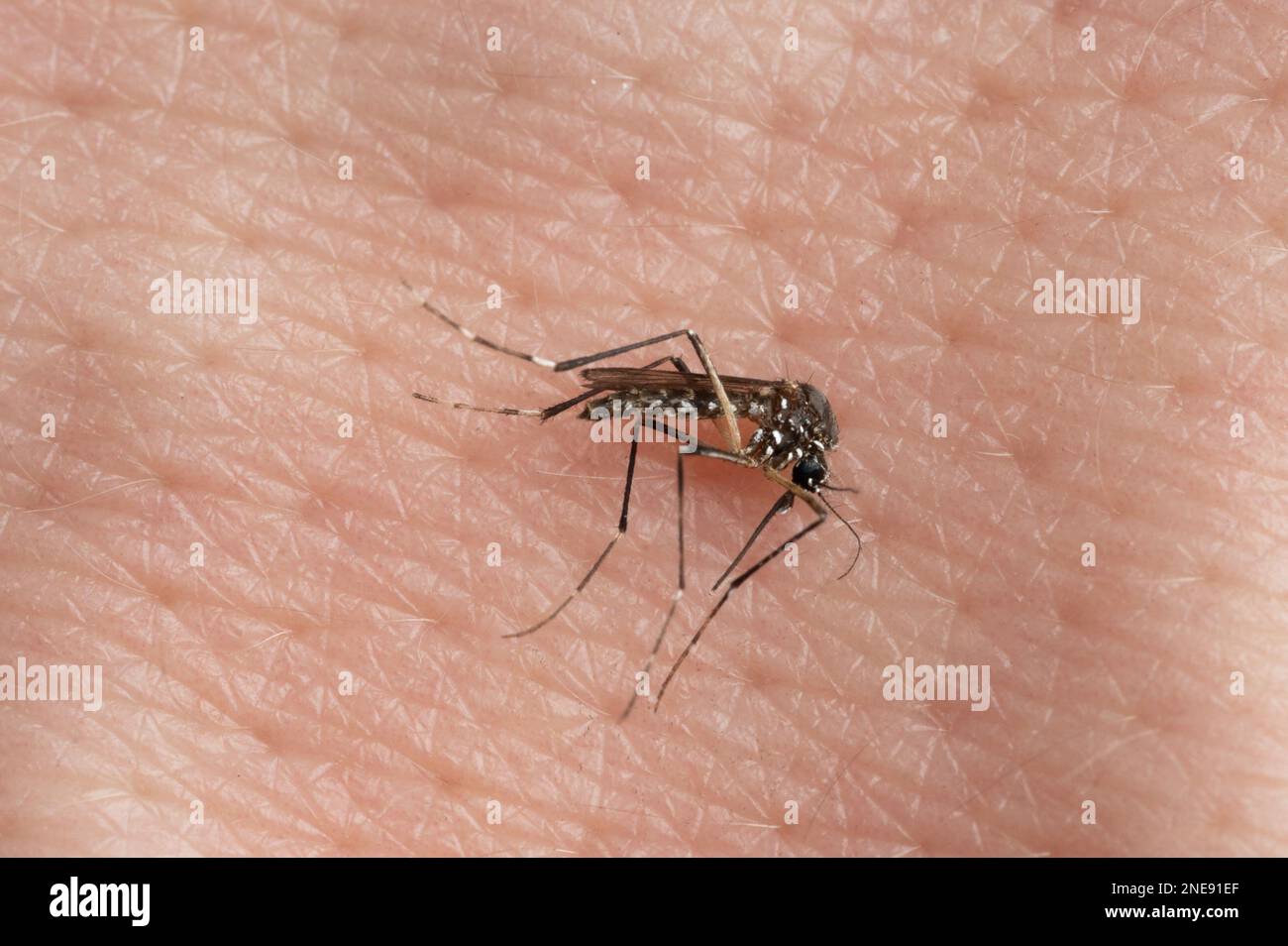 Malaria zanzara sulla pelle umana sfondo macro vista ravvicinata Foto Stock