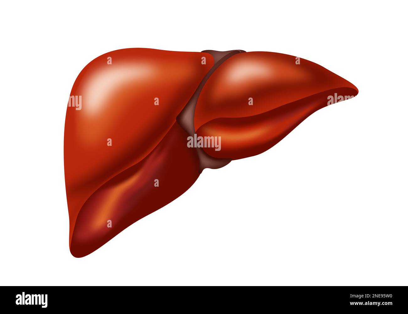 Illustrazione del fegato su sfondo bianco. Anatomia umana Foto Stock