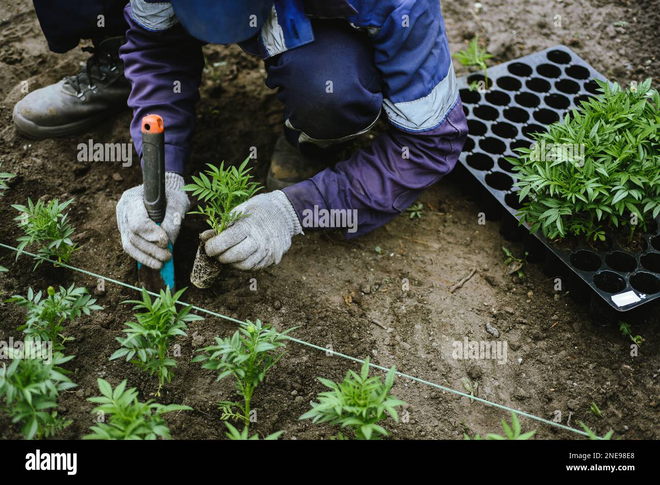 Le mani di un uomo nei vestiti di lavoro stanno trapiantando i giovani pianta del fiore nei randelli della città. Trapianto manuale da parte di un giardiniere di germogli di fiori di tagetes Foto Stock