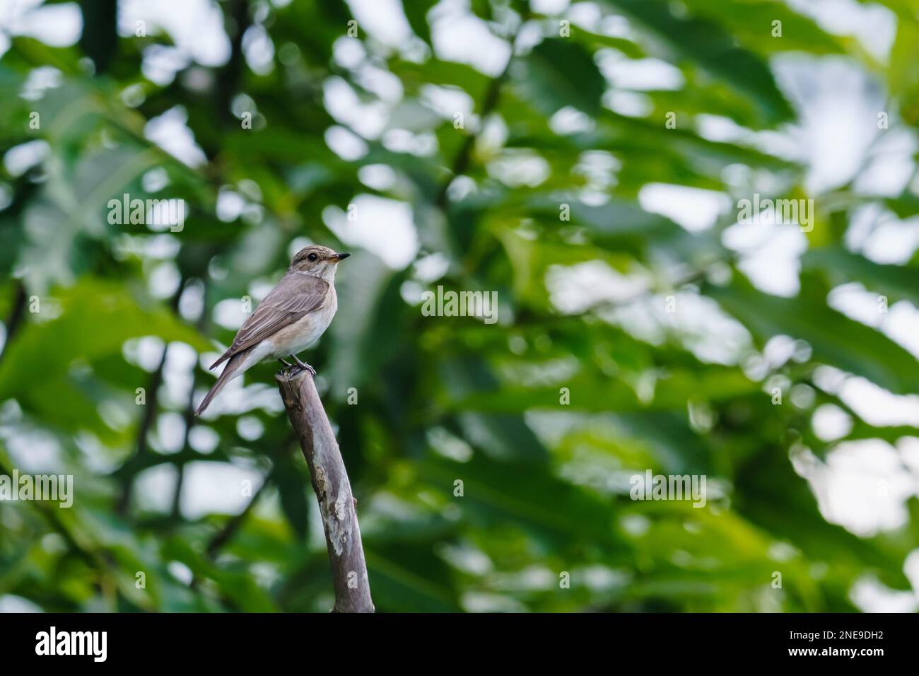 Giardino Warbler (Sylvia borin) in uno sfondo di natura sfocata. Piccolo uccello selvatico contro foglie verdi e alberi, giardino estivo. Giornata, Polonia, Europa. Foto Stock