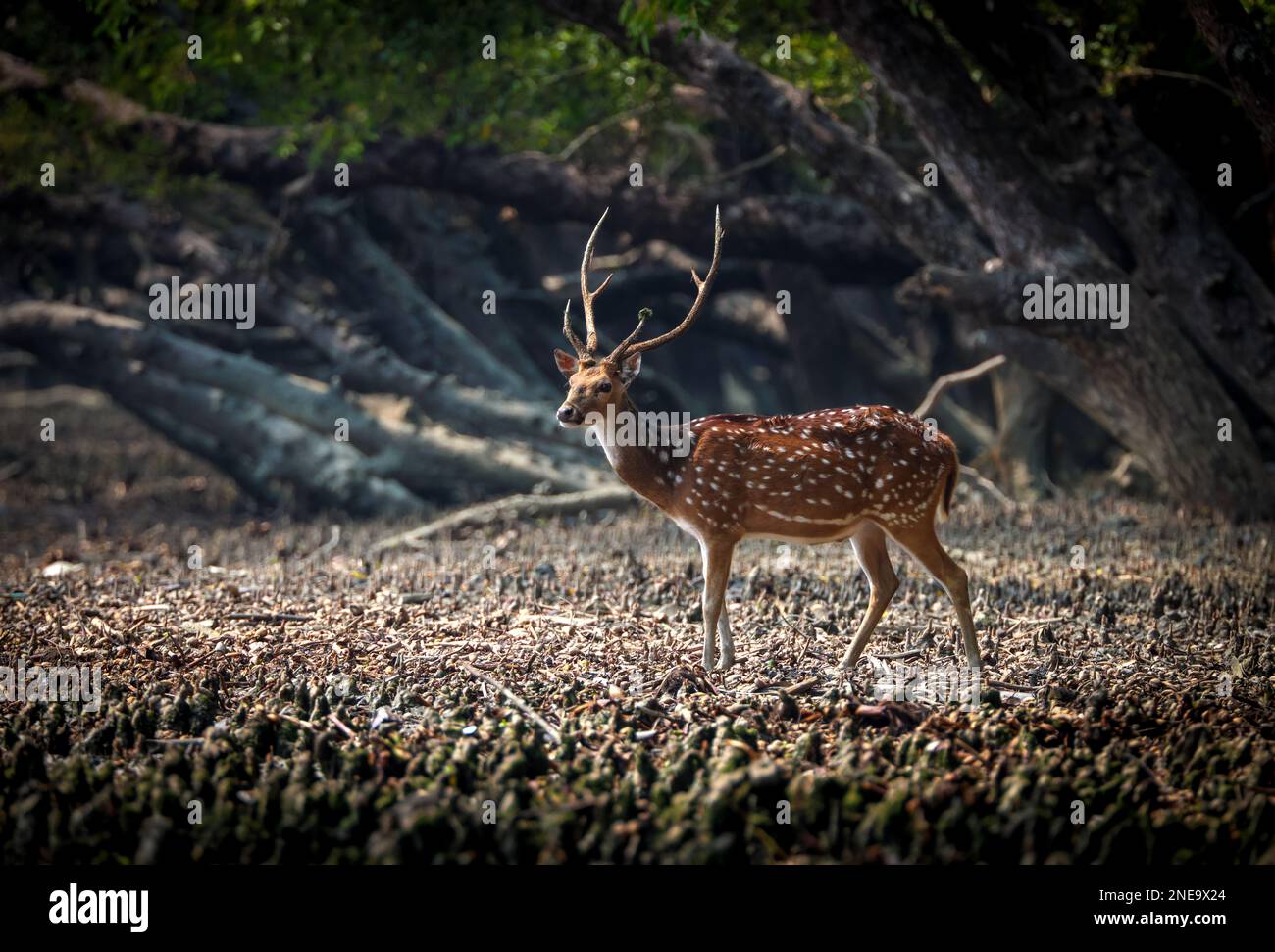 Il cervo selvatico, noto anche come cervo macchiato, cervo e cervo d'asse, è una specie di cervo originaria del subcontinente indiano. Foto Stock