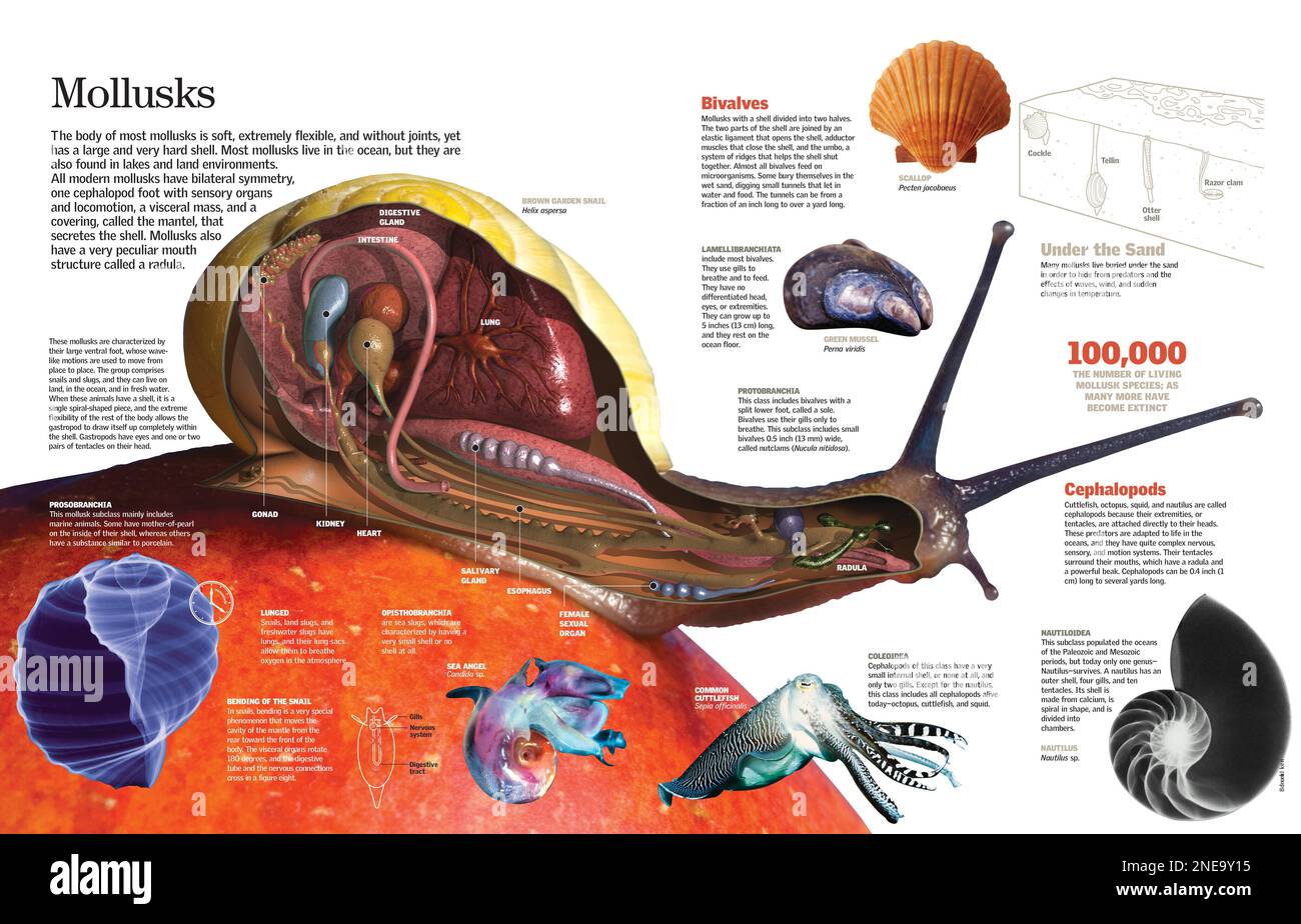 Infografica dell'anatomia dei molluschi e della loro classificazione. [QuarkXPress (.qxp); 6259x4015]. Foto Stock