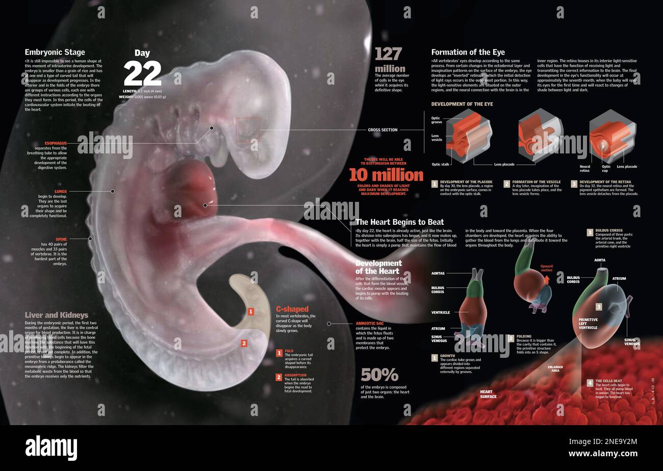 Infografica dello sviluppo fetale fino al 22nd° giorno di gestazione, il periodo in cui il cuore inizia a battere e gli occhi sono in fase di sviluppo. [QuarkXPress (.qxp); 6259x4015]. Foto Stock