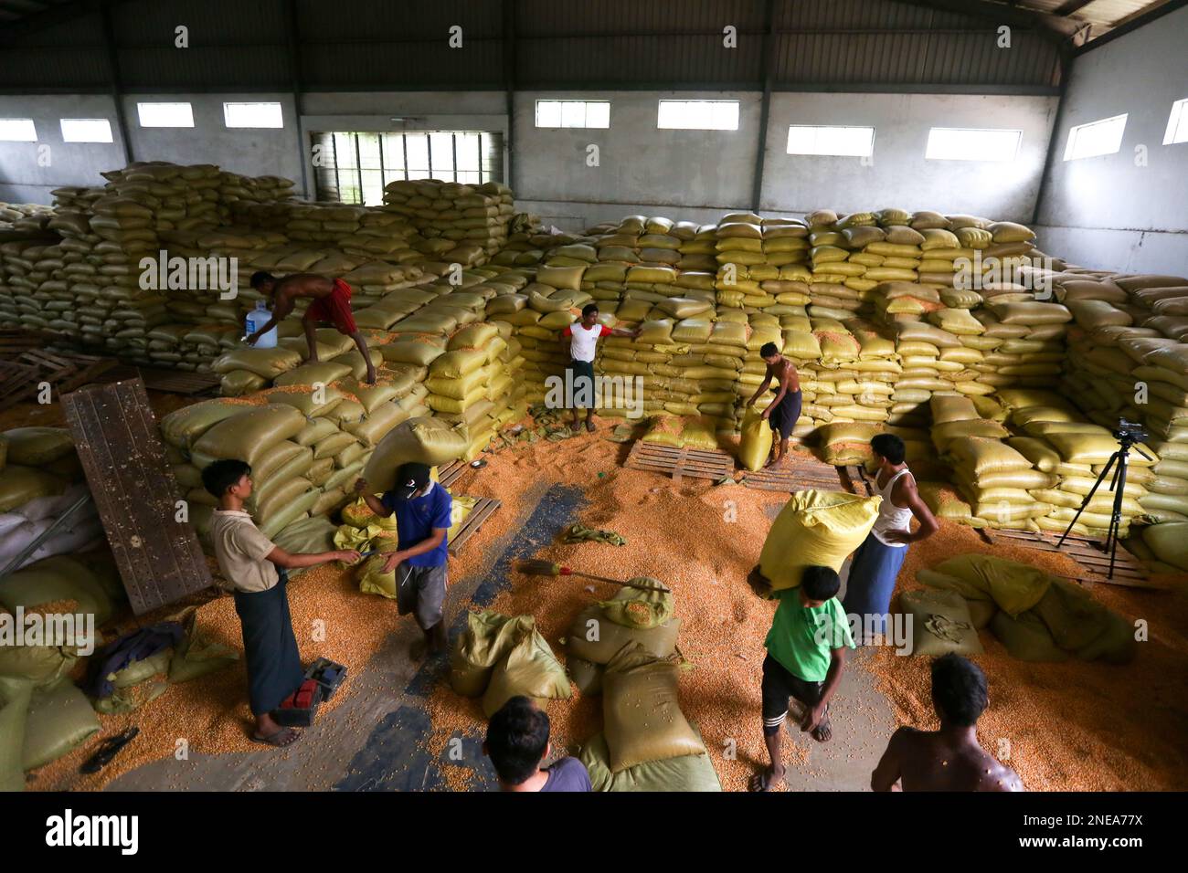 Yangon, Myanmar. 16th Feb, 2023. I lavoratori trasportano sacchetti di granaglie di mais in un magazzino a Yangon, Myanmar, 16 febbraio 2023. Myanmar ha esportato 85.585 tonnellate di mais nel mese di gennaio, guadagnando più di 25,7 milioni di dollari USA, il Myanmar Corn Industrial Association (MCIA) ha detto Martedì. Credit: MYO Kyaw Soe/Xinhua/Alamy Live News Foto Stock