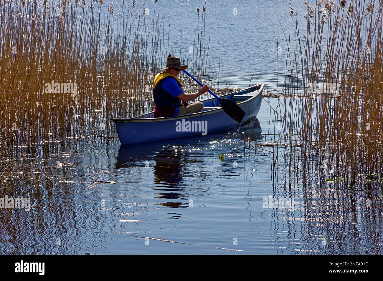 Un uomo in canoa che attraversa canne su un lago. Foto Stock