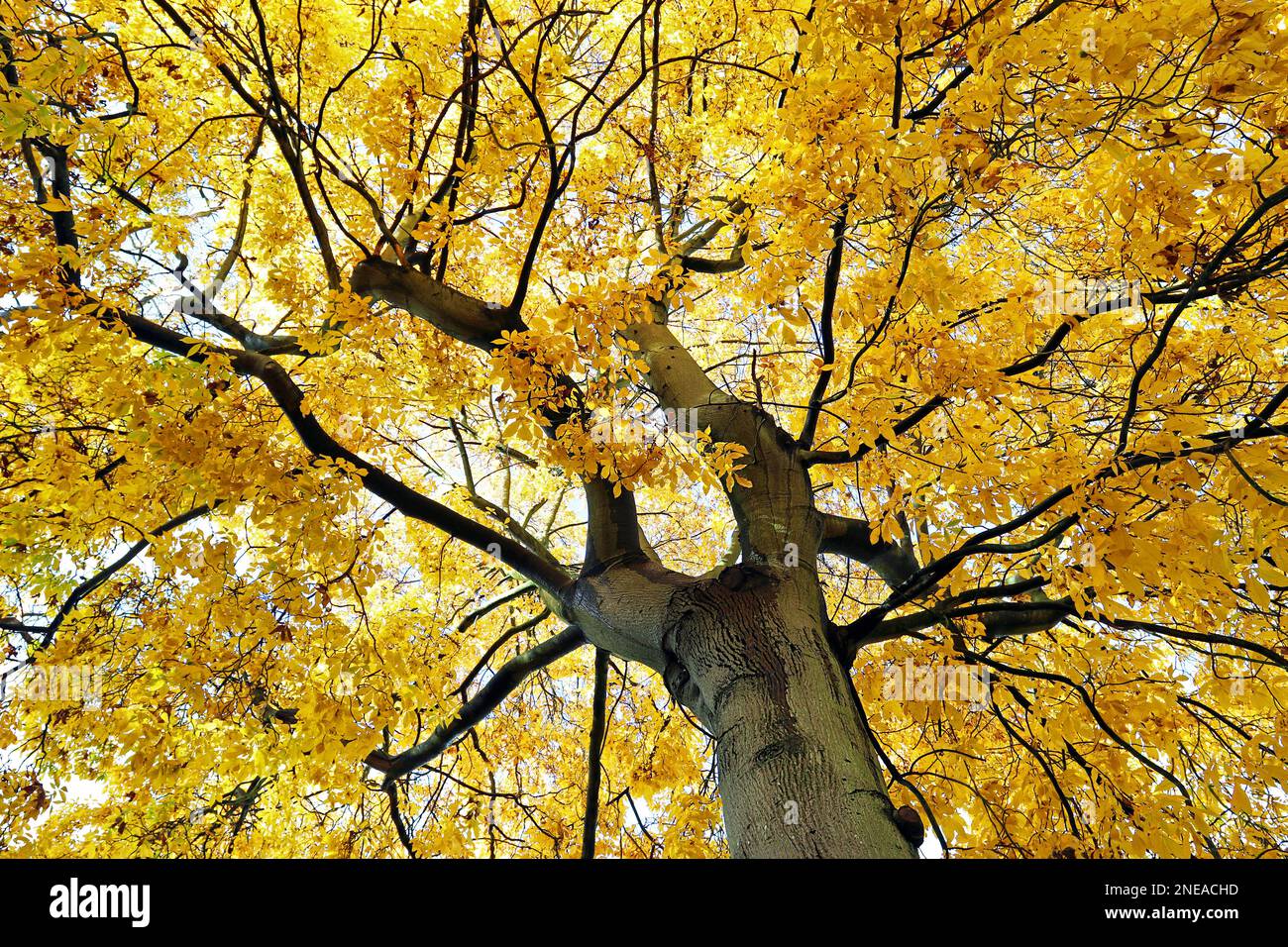 Pignut Hickory Tree (Carya glabra) nel mese di ottobre, guardando fino al baldacchino delle gloriose foglie dorate nel luminoso giorno d'autunno. Foto Stock