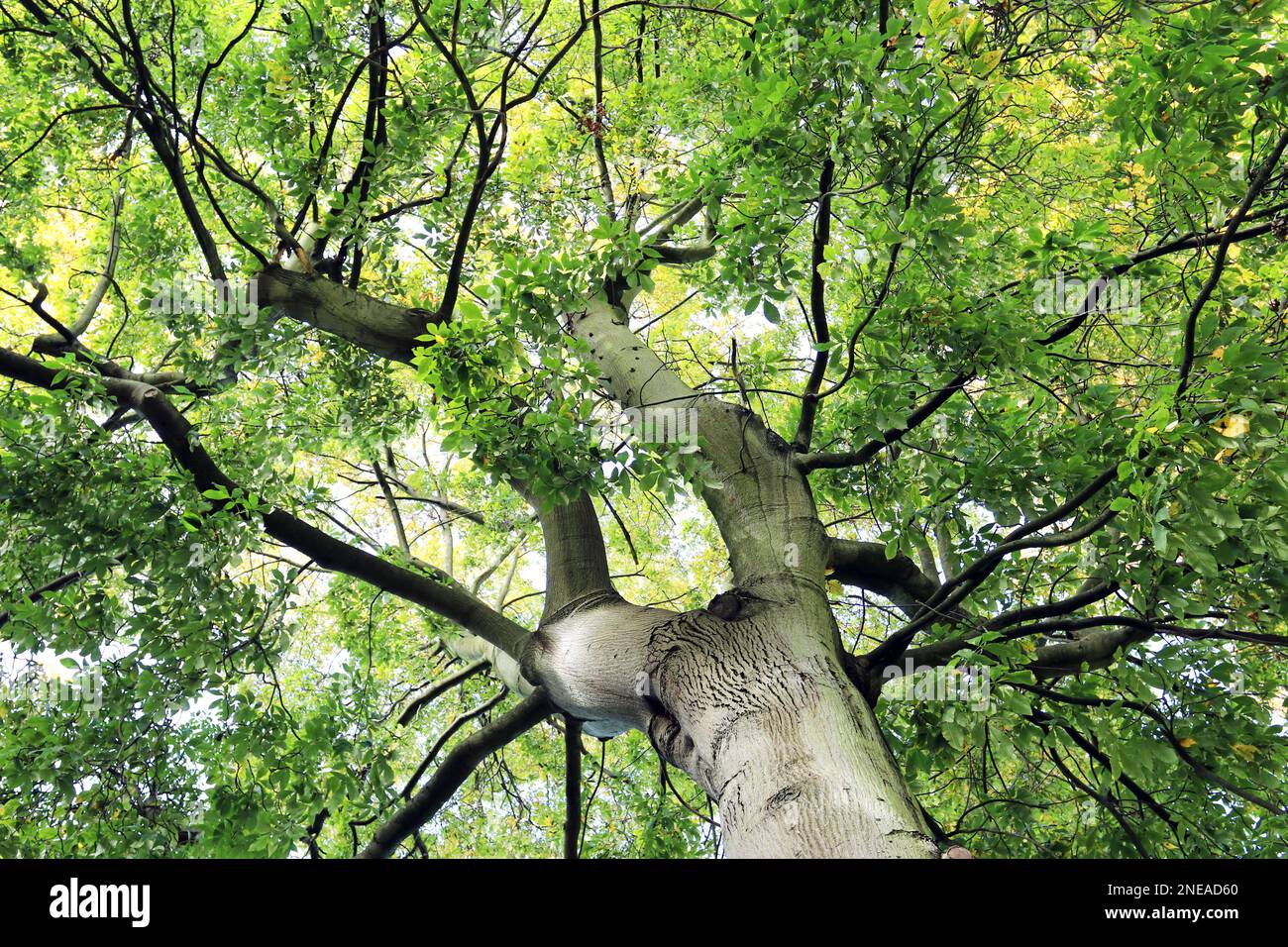 Pignut Hickory Tree (Carya glabra) all'inizio di ottobre. Guardando fino al baldacchino di foglie verdi, appena cominciando a diventare giallo come la stagione cambia Foto Stock