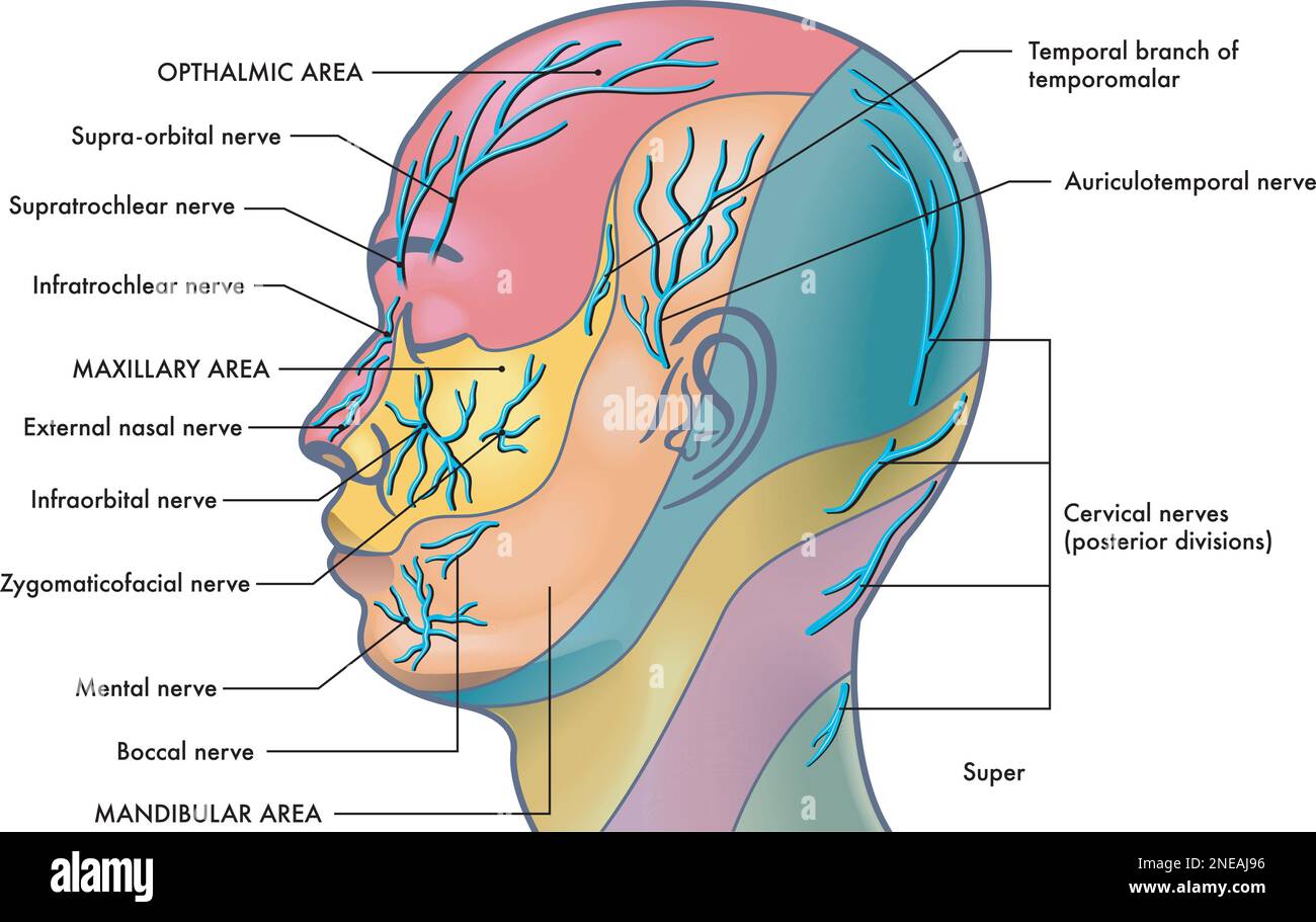 Illustrazione medica dei principali nervi facciali, con annotazioni. Illustrazione Vettoriale
