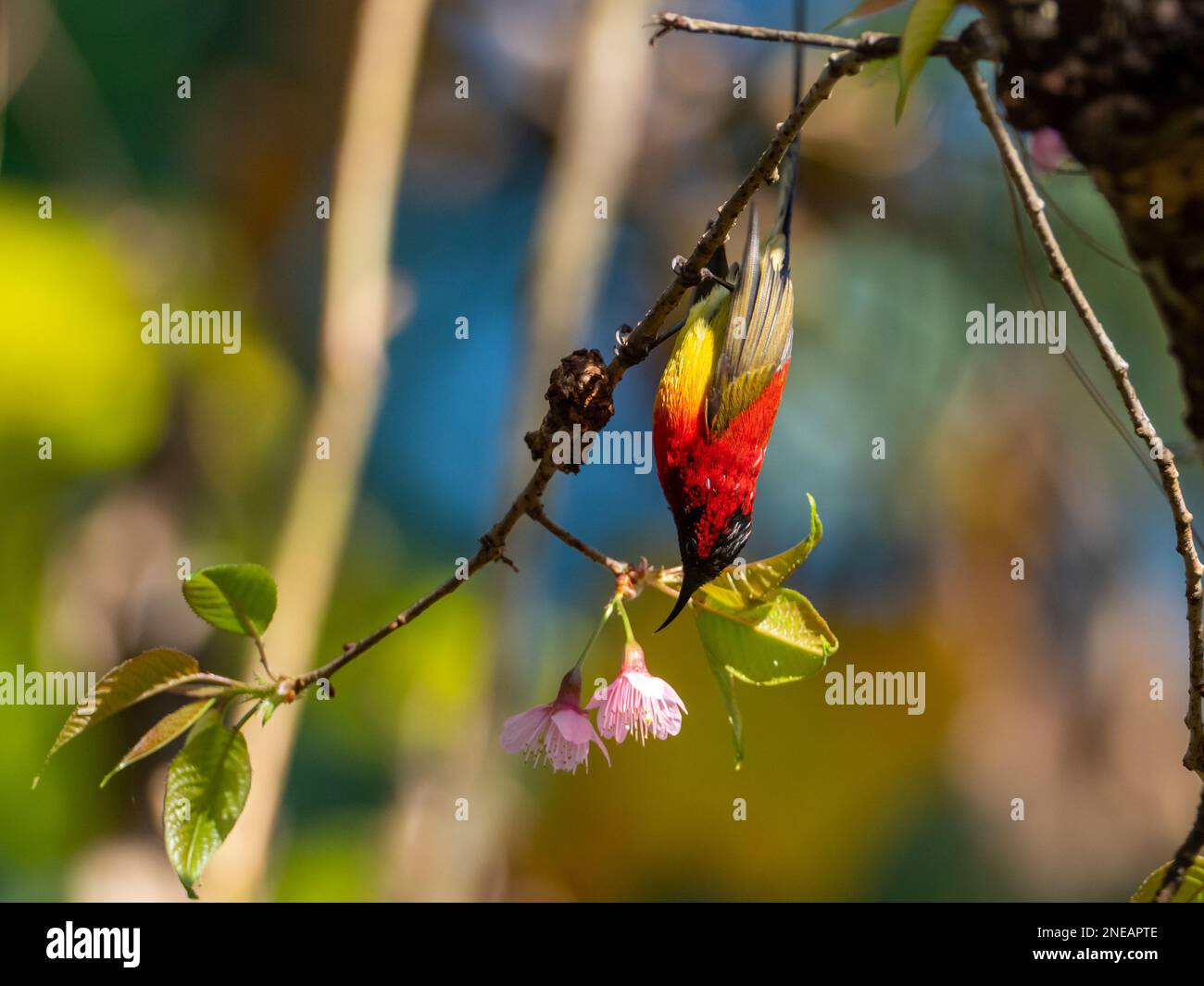 La signora Gould's Sunbird, Aethopyga gouldiae, uno degli uccelli colorati più spettacolari della Thailandia settentrionale Foto Stock