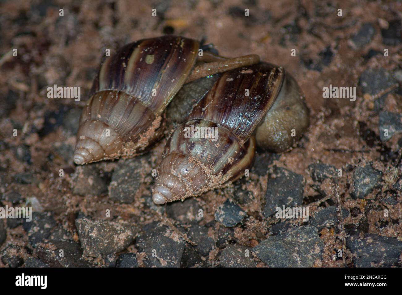 Accoppiamento di lumaca africana gigante (Achatina fulica). Specie intersessuale, entrambi i partner di una coppia di accoppiamento produrrà prole come possono simultaneamente fe Foto Stock