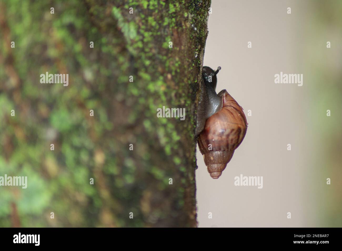 Silhouette di lumaca africana gigante (Achatina fulica) sul tronco dell'albero. Specie rappresentano un grave rischio per la salute umana portando il parassita lungworm di ratto, Foto Stock