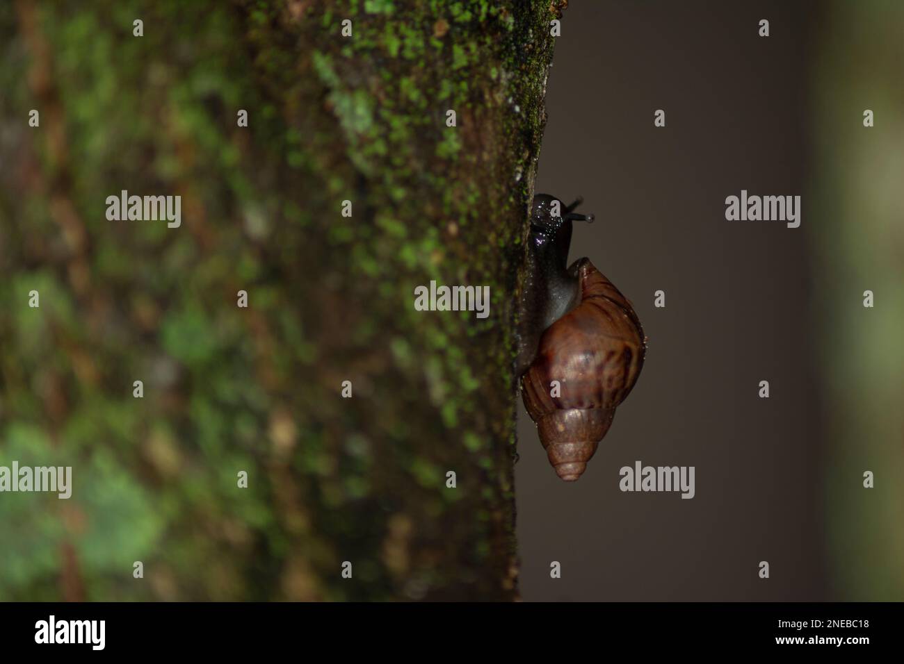 Silhouette di lumaca africana gigante (Achatina fulica) sul tronco dell'albero. Specie rappresentano un grave rischio per la salute umana portando il parassita lungworm di ratto, Foto Stock