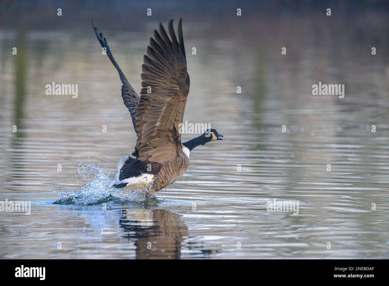 Le ali sollevate, un grande maschio Canada Goose inizia a caricarsi lungo una pista acquosa per farsi trasportare dall'aria. Foto Stock
