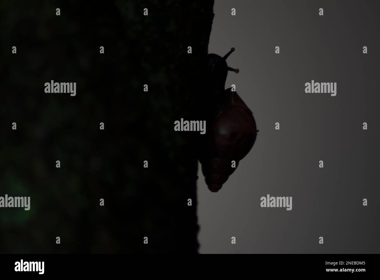 Silhouette di lumaca africana gigante (Achatina fulica) sul tronco dell'albero. Specie rappresentano un grave rischio per la salute umana portando il parassita lungworm di ratto, Foto Stock