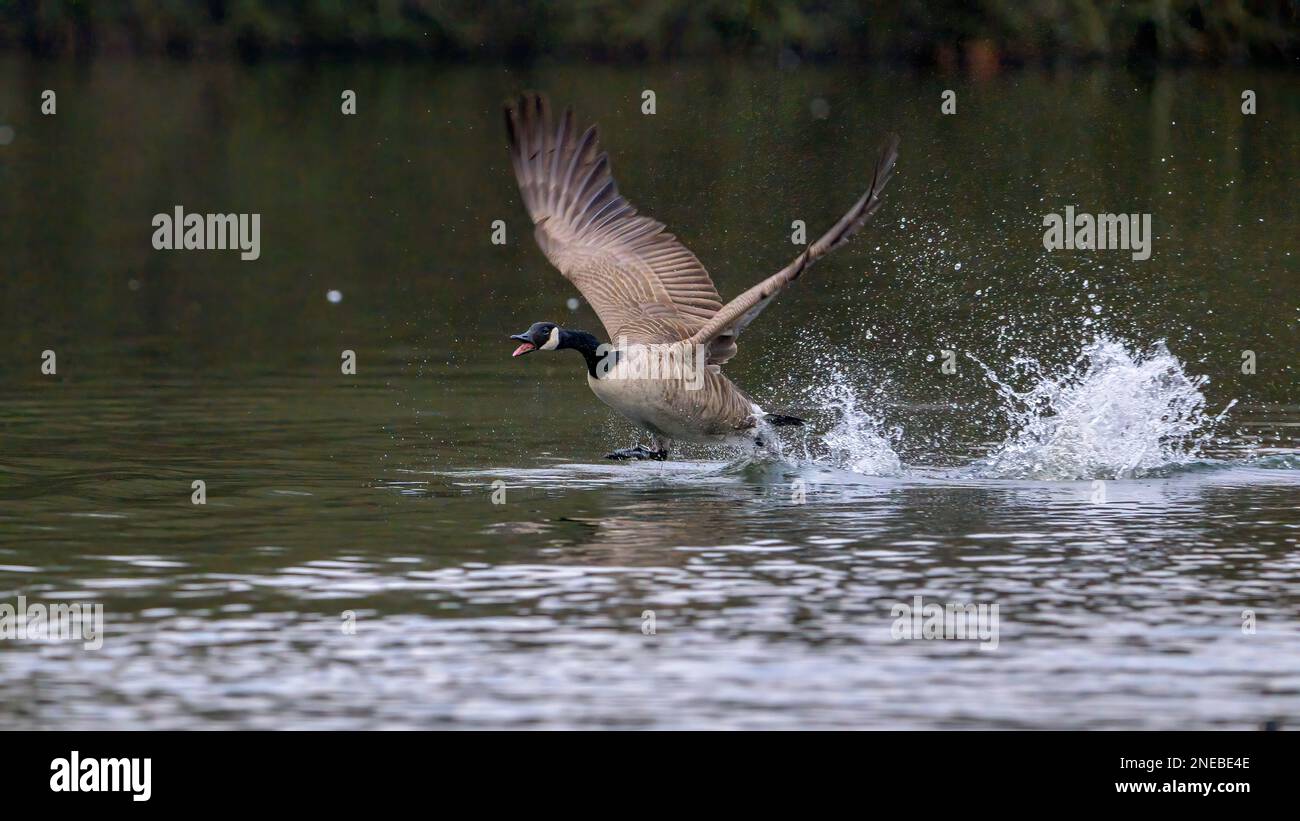 Un'oca del Canada (branta canadensis) aumenta lo slancio durante la sua corsa per volare. Foto Stock